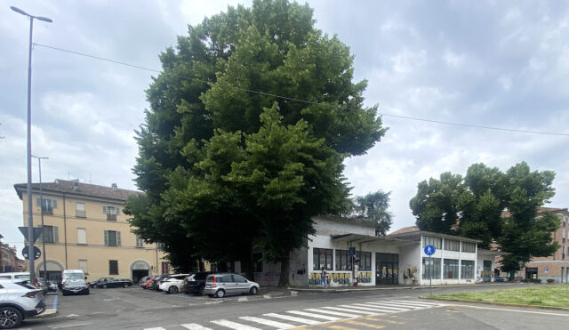 piazza-cittadella-oltre-1-500-firme-e-sit-in-contro-abbattimento-15-grandi-alberi-per-parcheggio